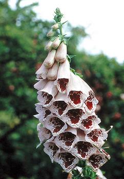 DIGITALIS_purpurea_Pam_s_Choice.jpg