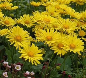 One of the earliest blooming perennials. Yellow