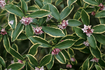 Evergreen and entrancing fragrant purple red blossoms 4" Pots