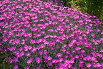 Perennial Plant of the Year 2006