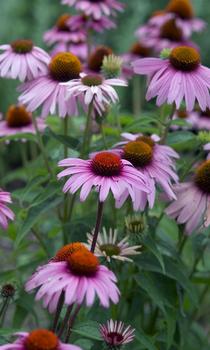 Extra large pink flowers last long when cut