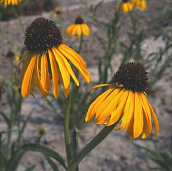Yellow drooping petals on this native plant