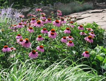 CONEFLOWER. Great for cutting