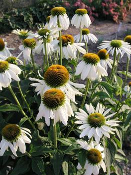 Remains one of the finest border plants, white .