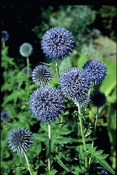 Blue GLOBE THISTLE. Eye-catching, tall plant. Cut flowers dry well