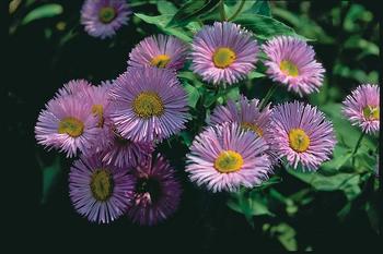 Double pink flowers.