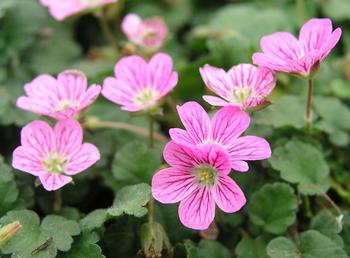 Pink.  Dainty mat forming plant.