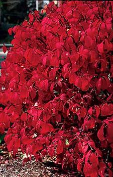 Euonymus alatus compactus - available from Bluestone Perennials