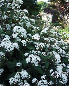 Bright white flowers. Leaves and plants are chocolate brown