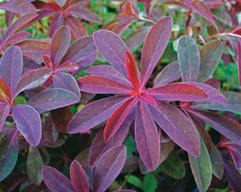 Yellow flowers on mounds of deep maroon foliage
