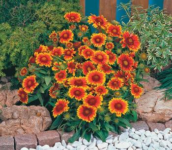 Fiery orange-red flowers tipped with yellow