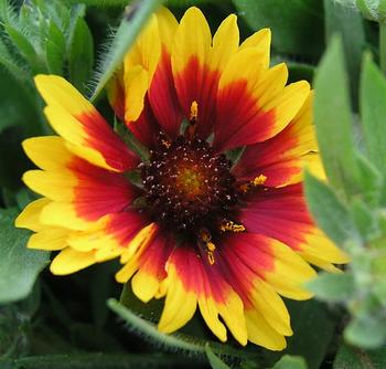 DWARF form. Red with yellow edges