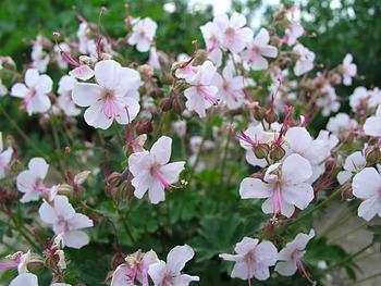 White flowers with pink centers. Has a nice trailing habit