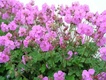 Deep rose flowers