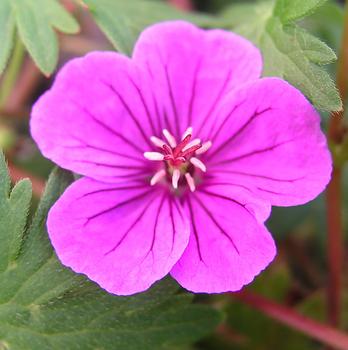 Deep colored veins on red-purple flowers