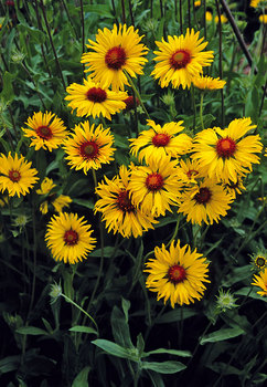 Deep yellow flowers surround an amber-red center