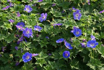 Extremely long blooming deep blue. Red fall folliage
