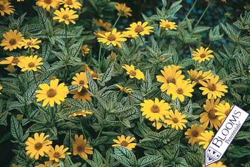 Golden yellow daisies over green veined white leaves. Unusual