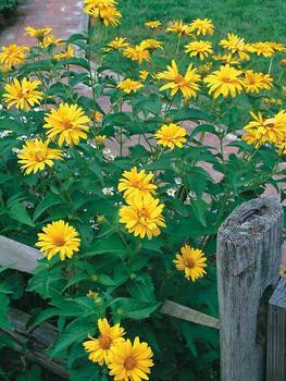 Yellow. FALSE SUNFLOWER.  Sun loving everbloomer