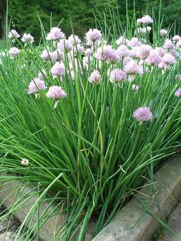 For chopped leaves