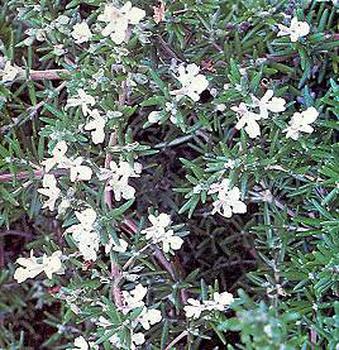 Evergreen-needs winter protection