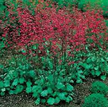 Coral Bells, a lovely mixture