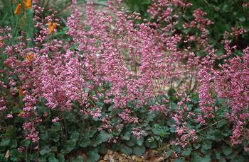 Bred for dwarf foliage and maximum flower power.