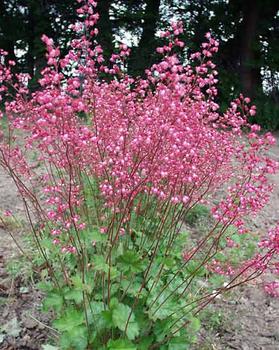 Soft pink blossoms