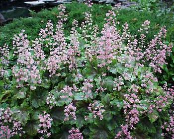 Dainty pink flowers. Leaves with redish-brown veins