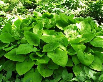 http://www.bluestoneperennials.com/images/items/350x350/HOSTA_August_Moon.jpg