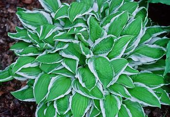 Fast growing miniature. White edged