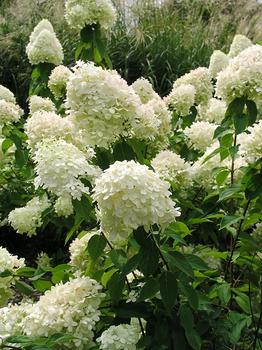 Hydrangea Little Lime