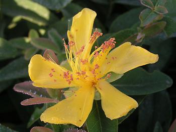 Compact yellow flowers. Spreading groundcover