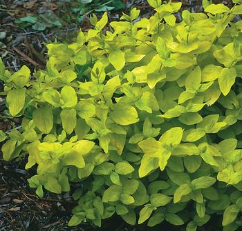 http://www.bluestoneperennials.com/images/items/350x350/HYPERICUM_androsaemum_GOLDEN_TUSAN.jpg