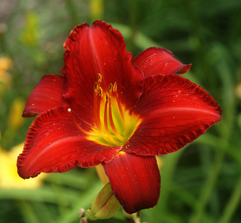 Intense scarlet red.