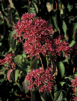 SHRUB Northern Crape Myrtle, Seven Son Flower zone 5-9, intriguing bark.  4" pot