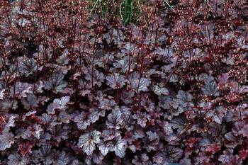 Stunning foliage in deep plum purple