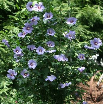 SHRUB. 8-12' What a show. Royal blue flowers.  4" pot