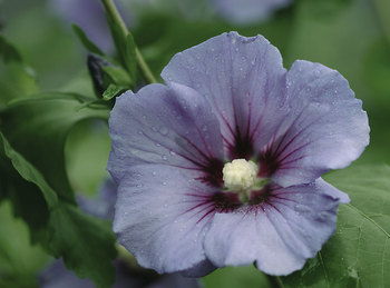 SHRUB. 8-12' What a show. Royal blue flowers.  4" pot