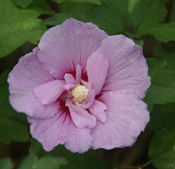 SHRUB. 8-12' Single lavender Rose of Sharon.  4" pot