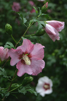 SHRUB. 8-12' A real beauty with deep rose pink flowers.  4" pot