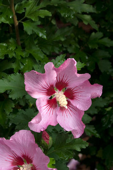 SHRUB. 8-12' A real beauty with deep rose pink flowers.  4" pot