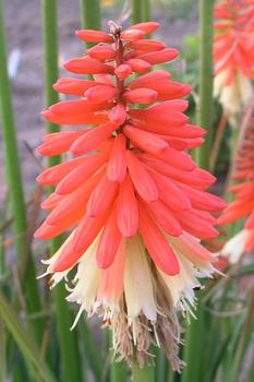 RED HOT POKER PLANT. Flowers its first year