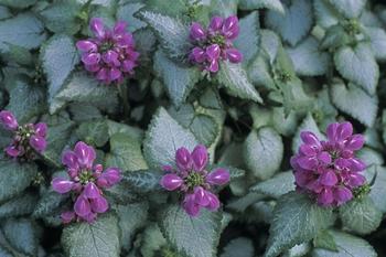 Large flowers over silver leaves