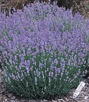 LAVANDULA_angustifolia_Blue_Cushion.jpg