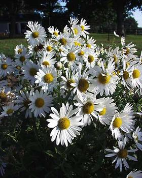 Strong, long blooming daisies on erect plants