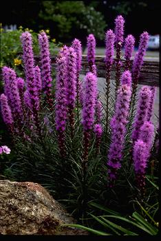 Bright purple. Good compact habit, with multiple spikes of purple tufts