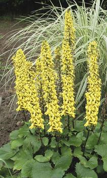 Yellow tapering flowers. Loves moist