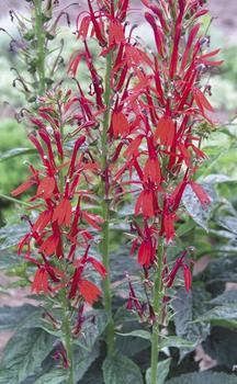 CARDINAL FLOWER,  An easy wildflower that needs moisture