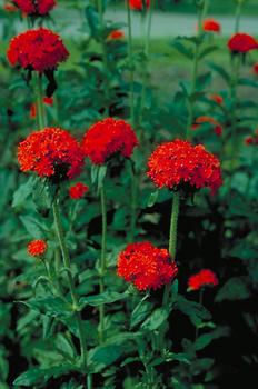 SCARLET LIGHTNING. MALTESE DROSS. Brilliant red